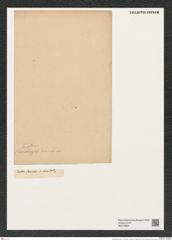 Euodia janischii Grun. (de-Toni-Nr.: Genus 210, Species 5291) Zeichnungen Sammlung Grunow (NHMW-BOT-W0378862)